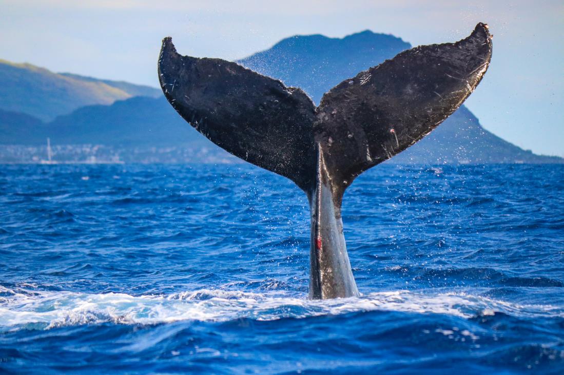 ACTIVITIES wieloryby