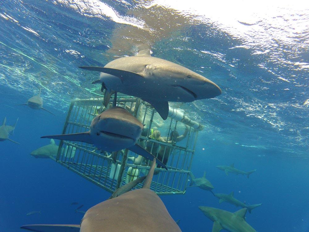Activities Shark cage diving 1