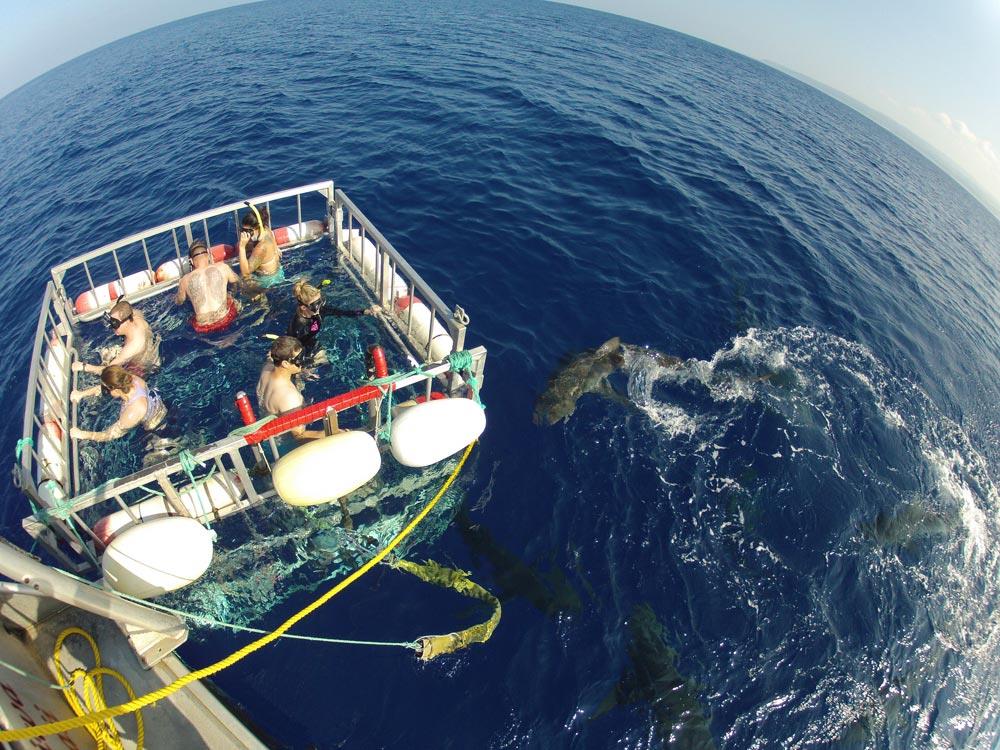 Activities Shark cage diving
